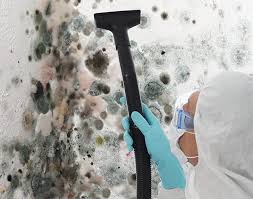 Best Biohazard Mold Removal in South Burlington, VT